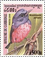 Rufous-bellied Niltava (Niltava sundara)