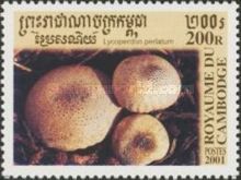 Lycoperdon Perlatum