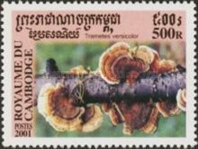 Trametes Versicolor