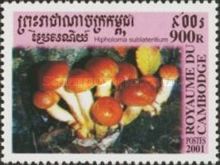 Hypholoma Sublateritium