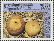 Lycoperdon Umbrinum