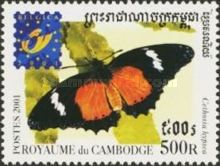 Malay Lacewing (Cethosia hypsea)