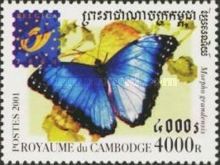 Blue Morpho Butterfly (Morpho granadensis)