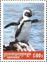 African Penguin (Spheniscus demersus)