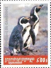 Humboldt Penguin (Spheniscus humboldti)