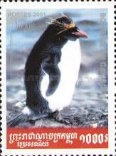 Southern Rockhopper Penguin (Eudyptes chrysocome)