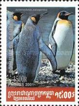 King Penguin (Aptenodytes patagonicus)