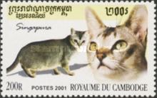 Singapura Cat (Felis silvestris catus)