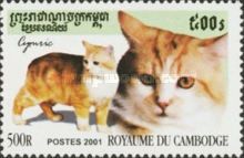 Cymric Cat (Felis silvestris catus)