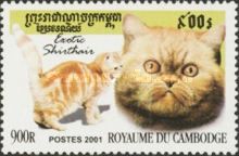 Exotic Shorthair (Felis silvestris catus)