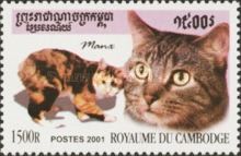 Manx Cat (Felis silvestris catus)