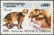 Somalian Cat (Felis silvestris catus)