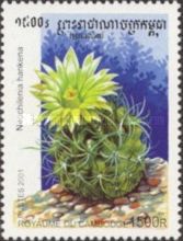 Neochilenia hankena