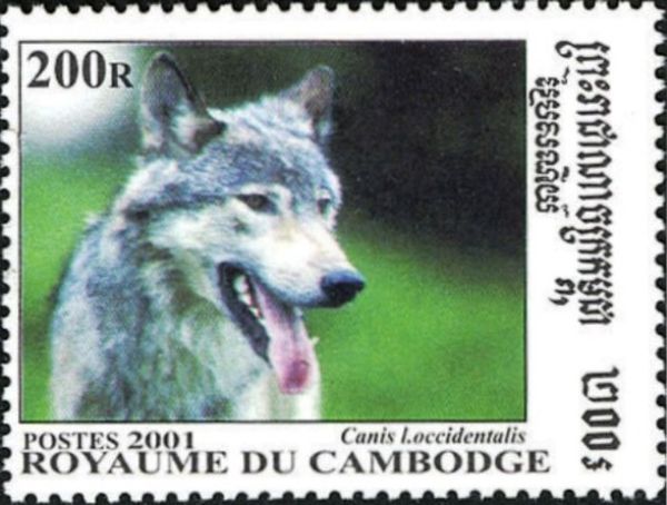 Mackenzie Valley Wolf (Canis lupus occidentalis)