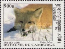 Red Fox (Vulpes vulpes)