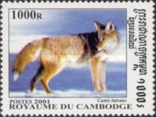 Coyote (Canis latrans)