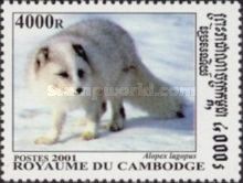 Arctic Fox (Alopex lagopus)