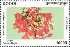 Delonix regia