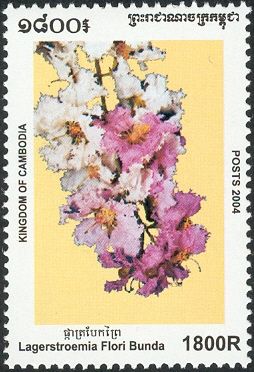 Lagerstroemia floribunda