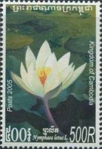 Nymphaea lotus: White