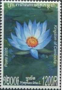 Nymphaea lotus: Blue
