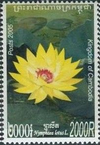Nymphaea lotus: Yellow