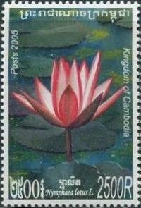 Nymphaea lotus: Red