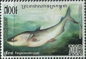 Mekong Giant Catfish (Pangasionodon gigas)