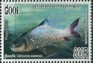 Giant Barb (Catlocarpio siamensis)