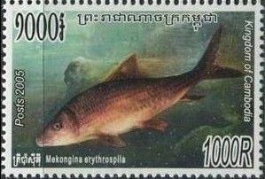 Cyprinid (Mekongina erythrospila)