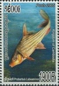 Thinlip Barb (Probarbus labeaminor)
