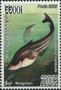 Tahpah Catfish (Wallago leeri)