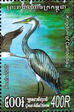 Great-billed Heron (Ardea sumatrana)