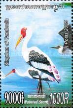 Painted Stork (Mycteria leucocephala)