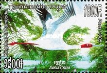 Sarus Crane (Grus antigone)