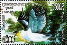 Greater Adjutant Stork (Leptoptilos dubius)