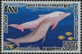 Indo-Pacific Humpback Dolphin (Sousa chinensis)