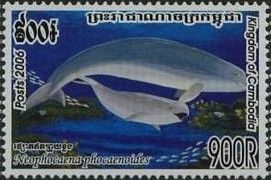 East Asian Finless Porpoise (Neophocaena phocaenoides)