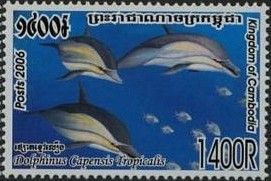Common Dolphin (Delphinus capensis tropicalis)