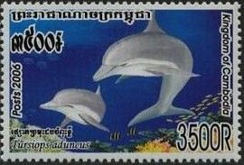 Indo-Pacific Bottlenose Dolphin (Tursiops aduncus)
