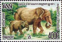 Asian Elephant (Elephas maximus)