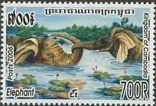 Asian Elephant (Elephas maximus)