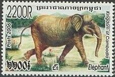 Asian Elephant (Elephas maximus)