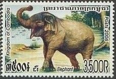 Asian Elephant (Elephas maximus)