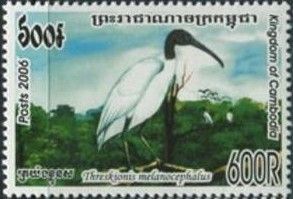 Black-headed Ibis (Threskiornis melanocephalus)