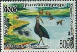Glossy Ibis (Plegadis falcinellus)