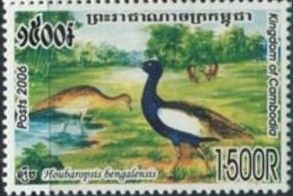 Bengal Florican (Houbaropsis bengalensis)