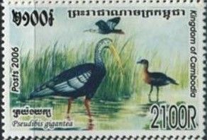 Giant Ibis (Pseudibis gigantea)