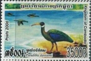 White-shouldered Ibis (Pseudibis davisoni)