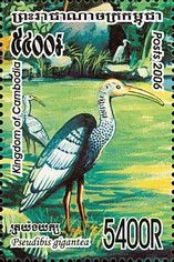 Giant Ibis (Pseudibis gigantea)